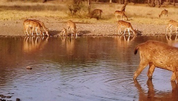 Jaipur to Ranthambore Tour Package